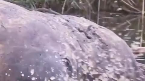 lion and crocodile fight very nice video