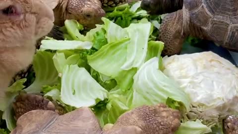 African tortoise and rabbit eating together