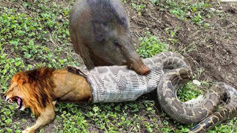 Harsh life of Wildlife Lion vs Warthog Elephant Rescue Warthog From Lion, Python vs Porcupine