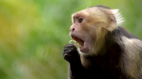 Cute monkey enjoying lunch | Funny Nature Video 4k