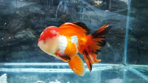 The most beautiful Oranda Goldfish-14