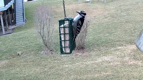 Downy Woodpecker Male (Eastern)