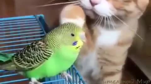 What friends? Felix the cat and Roma the parrot