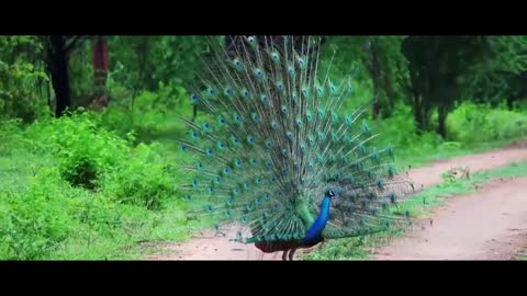 India _ Raw Beauty - in Cinematic