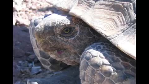 Desert Tortoise Rescue_3