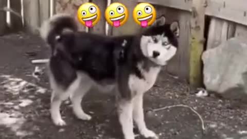 Cute dog 🐶 funny video || shorts