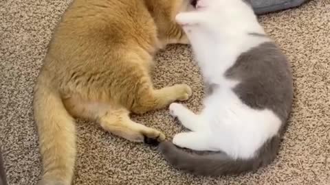 Funny cat video