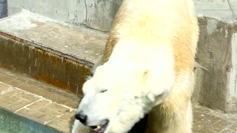 Polar bear walking at the zoo