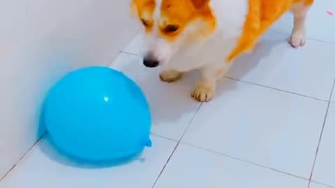 Latest funny video """Dog 🐕 broken the balloons ""