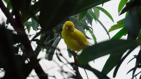 Beautiful yellow bird on the branch cleaning its feathers with its beak | HD Video