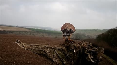 Watch this male kestrel posing on a perch