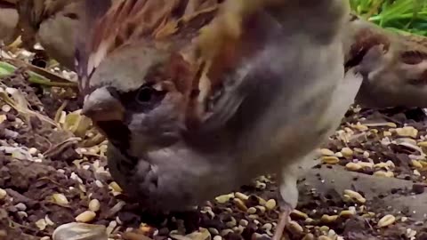 Bird Fight #shorts #funny