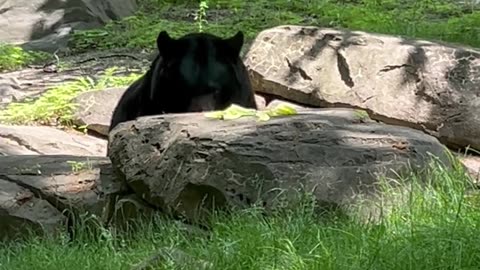 Black Bear #blackbear #animals #nature #zoo #bear