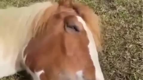 Sick Pony