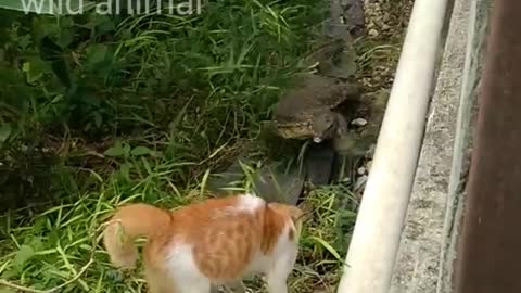 Cat Vs Monitor Lizard!!