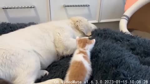 Tiny Kittens Wake Up Golden Retriever Puppy in Dog Bed
