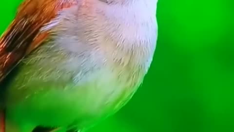 4k Video | UHD A Beautiful Birds