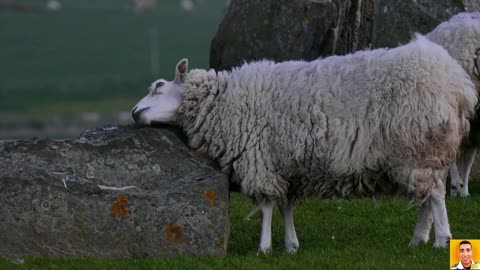 Sheep Scratching On Rocks