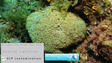 Industrial pollutants found in Mediterranean corals for the first time