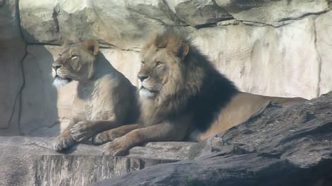 cuddling lions