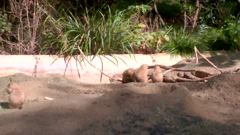 Adorable Prairie Dogs at the Artis Zoo