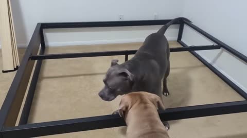 Talking Pitbull Gets Stuck In Bed Frame! His Reaction Is Hilarious!!