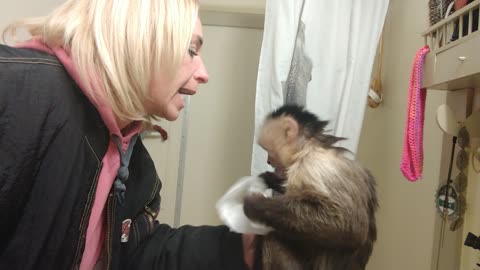 Capuchin monkey gives owner tissue when she sneezes