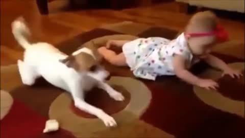 Funny video funny pet's compilation