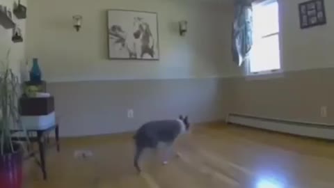 Funny Dog Jumps into Wall😂