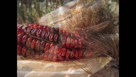 Hues Of Ruby Brick Red Red Corn Stalk Roots Sept 2022