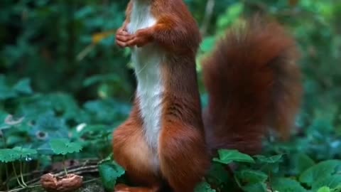 Cute Squirrel