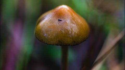 HOW TO IDENTIFY MAGIC MUSHROOMS (SAFETY GUIDE)