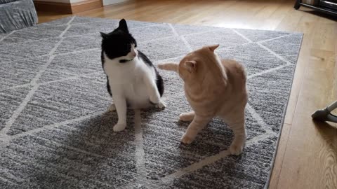 Kitten Terrorizes Older Cat