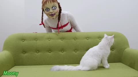 CATS VS ANNABELLE