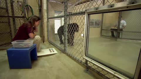 Chimp Learns to Trade | Extraordinary Animals: