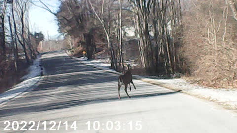 Doe in road.