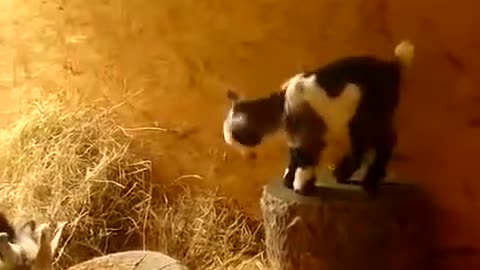 Goat climbs on the wall!