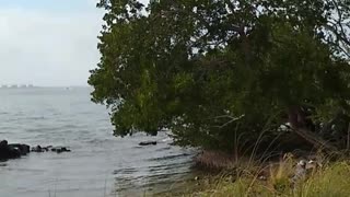 TAKE A WALK IN “THE BAY SARASOTA” PARK