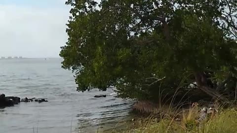 TAKE A WALK IN “THE BAY SARASOTA” PARK