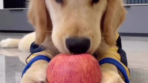 An apple a day keeps the vet away 🍎