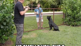 How to Greet a Protection Dog