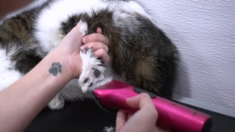 Funny air-licking cat enjoys using the dryer