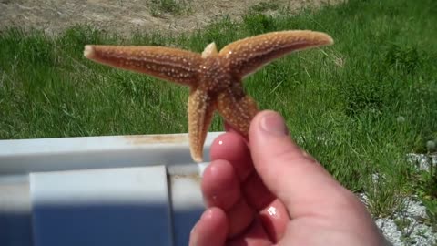 Starfish (Seastars) Regenerating their Arms with Tidepool Tim of Gulf of Maine B