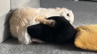 Goofy Golden Retriever Catches His Tail