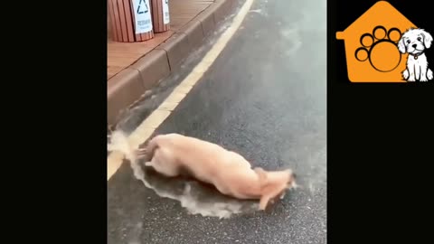 Funny dog taking summer bath