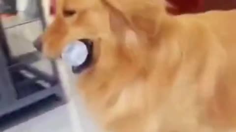 Compilation funny dog videos moments