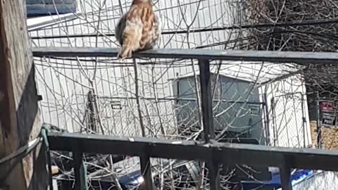 House sparrow fledging. April 10 2023