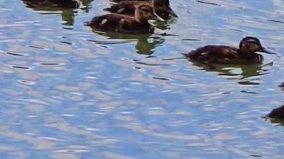 Cute little ducklings in a river with their mother / beautiful water birds.