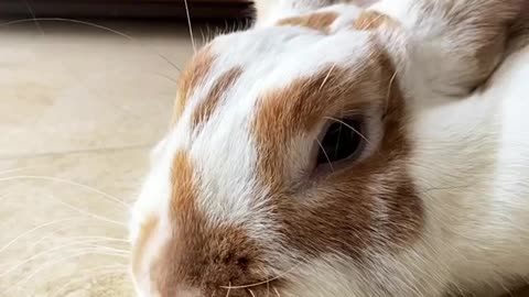 Cute rabbit video