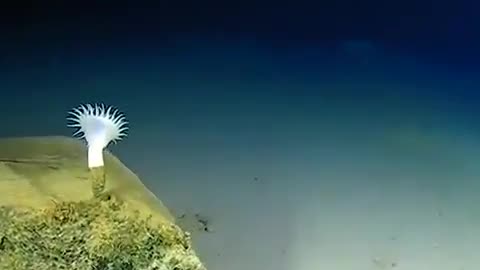 AT THE BOTTOM OF THE SEA